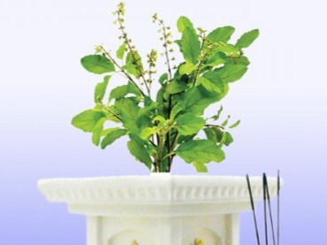 ತುಳಸೀದೇವಿಯ ಪೂಜೆ