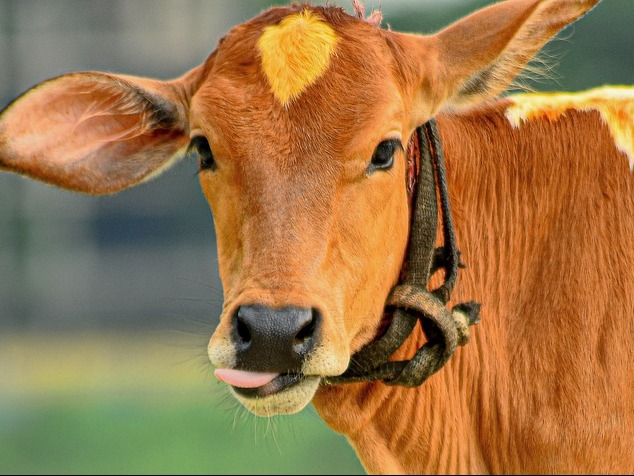 ಗೋ ರಕ್ಷಣೆ – ಒಂದು ಚಿಂತನೆ